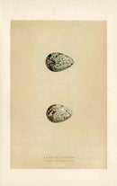 Morris Antique Bird Egg Print Green Sandpiper - Panteek Antique Prints