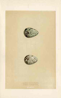 Morris Antique Bird Egg Print Green Sandpiper - Panteek Antique Prints