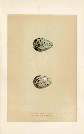 Morris Antique Bird Egg Print Green Sandpiper
