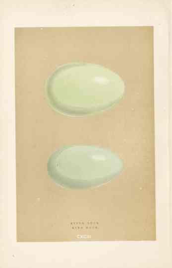 Morris Antique Bird Egg Print Grey-Leg Goose