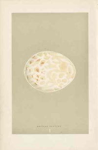 Morris Antique Bird Egg Print Griffon Vulture - Panteek Antique Prints