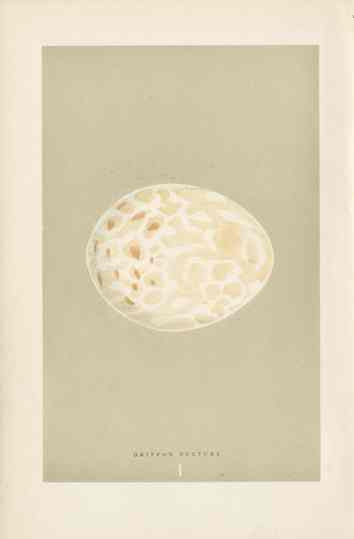 Morris Antique Bird Egg Print Griffon Vulture