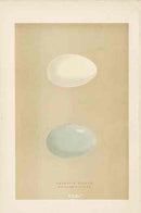 Morris Antique Bird Egg Print Hen Harrier - Panteek Antique Prints