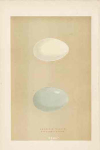 Morris Antique Bird Egg Print Hen Harrier - Panteek Antique Prints