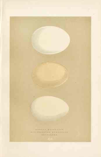 Morris Antique Bird Egg Print Hooded Merganset