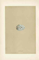 Morris Antique Bird Egg Print Jackdaw - Panteek Antique Prints