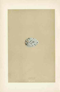 Morris Antique Bird Egg Print Jackdaw - Panteek Antique Prints