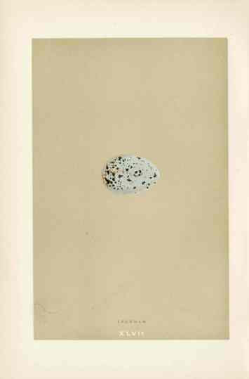 Morris Antique Bird Egg Print Jackdaw