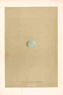 Morris Antique Bird Egg Print Large Grey Shrike - Panteek Antique Prints