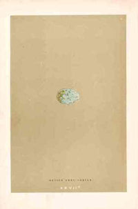 Morris Antique Bird Egg Print Large Grey Shrike - Panteek Antique Prints
