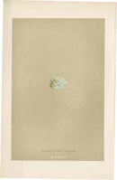 Morris Antique Bird Egg Print Lesser Grey Shrike - Panteek Antique Prints