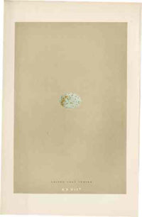 Morris Antique Bird Egg Print Lesser Grey Shrike - Panteek Antique Prints