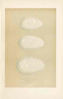 Morris Antique Bird Egg Print Long-Eared Owl - Panteek Antique Prints