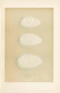 Morris Antique Bird Egg Print Long-Eared Owl - Panteek Antique Prints