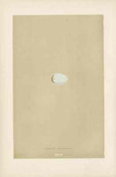 Morris Antique Bird Egg Print Parrot Crossbill - Panteek Antique Prints