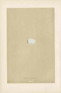 Morris Antique Bird Egg Print Parrot Crossbill - Panteek Antique Prints