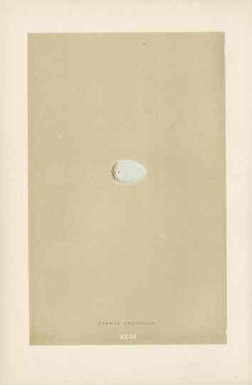 Morris Antique Bird Egg Print Parrot Crossbill