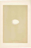 Morris Antique Bird Egg Print Passenger Pigeon Extinct - Panteek Antique Prints