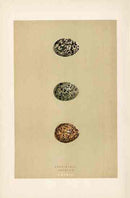 Morris Antique Bird Egg Print Pratincole - Panteek Antique Prints