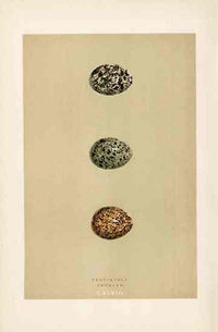 Morris Antique Bird Egg Print Pratincole - Panteek Antique Prints