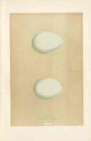 Morris Antique Bird Egg Print Purple Heron - Panteek Antique Prints