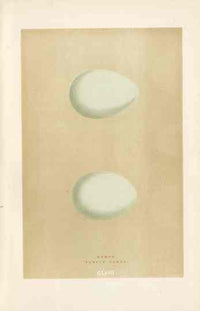 Morris Antique Bird Egg Print Purple Heron - Panteek Antique Prints