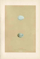 Morris Antique Bird Egg Print Raven - Panteek Antique Prints