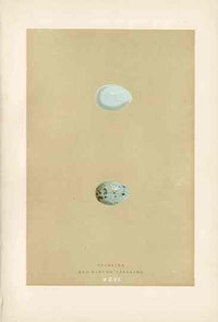 Morris Antique Bird Egg Print Raven - Panteek Antique Prints