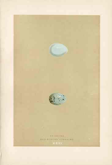 Morris Antique Bird Egg Print Raven