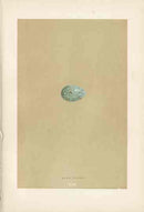 Morris Antique Bird Egg Print Ring Ouzel - Panteek Antique Prints