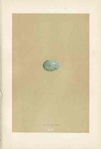 Morris Antique Bird Egg Print Ring Ouzel - Panteek Antique Prints