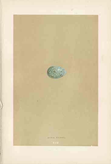 Morris Antique Bird Egg Print Ring Ouzel