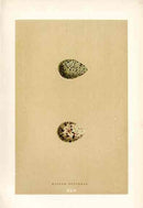 Morris Antique Bird Egg Print Ringed Dotterel - Panteek Antique Prints