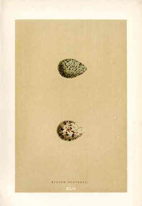 Morris Antique Bird Egg Print Ringed Dotterel - Panteek Antique Prints