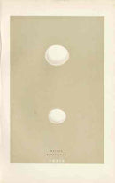 Morris Antique Bird Egg Print Roller - Panteek Antique Prints