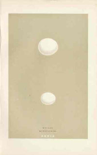 Morris Antique Bird Egg Print Roller - Panteek Antique Prints