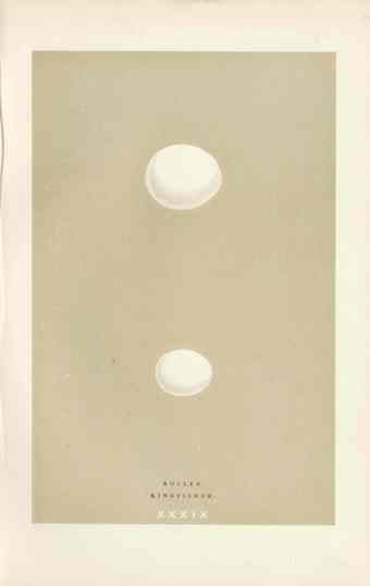 Morris Antique Bird Egg Print Roller