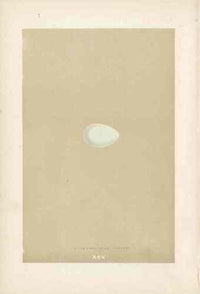 Morris Antique Bird Egg Print Rose Coloured Pastor - Panteek Antique Prints