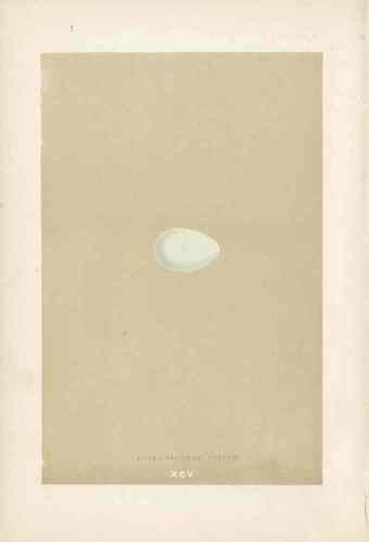 Morris Antique Bird Egg Print Rose Coloured Pastor