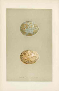 Morris Antique Bird Egg Print Rough Legged Buzzard - Panteek Antique Prints