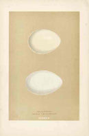 Morris Antique Bird Egg Print Ruddy Shieldrake - Panteek Antique Prints
