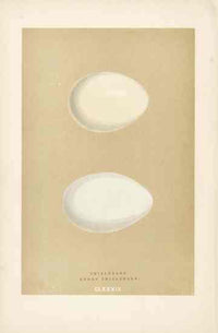 Morris Antique Bird Egg Print Ruddy Shieldrake - Panteek Antique Prints