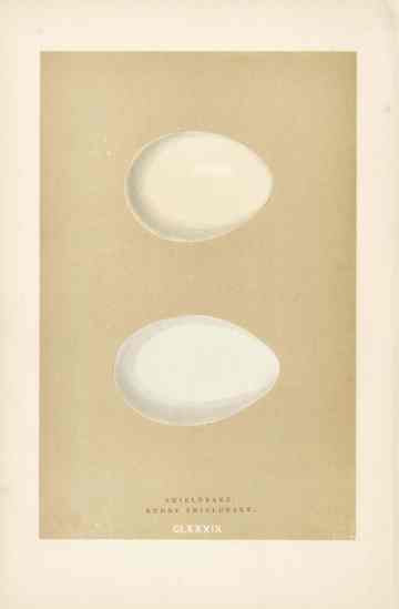 Morris Antique Bird Egg Print Ruddy Shieldrake