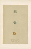 Morris Antique Bird Egg Print Rufous Warbler - Panteek Antique Prints