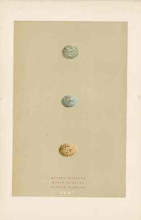 Morris Antique Bird Egg Print Rufous Warbler - Panteek Antique Prints