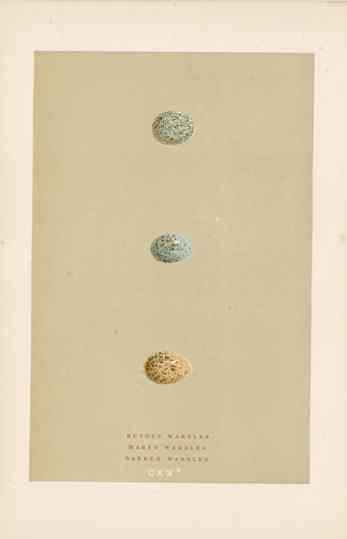 Morris Antique Bird Egg Print Rufous Warbler