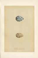 Morris Antique Bird Egg Print Sandpiper Gull - Panteek Antique Prints