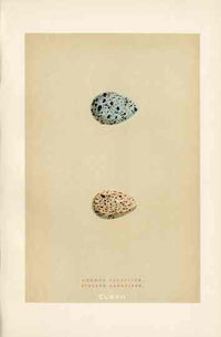 Morris Antique Bird Egg Print Sandpiper Gull - Panteek Antique Prints