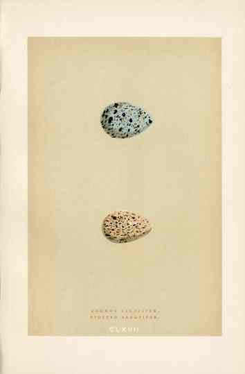 Morris Antique Bird Egg Print Sandpiper Gull