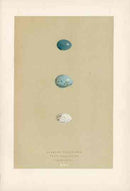 Morris Antique Bird Egg Print Scarlet Bullfinch - Panteek Antique Prints